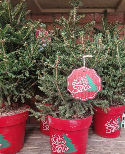 Picea Little Santa 5 Litre - image 2