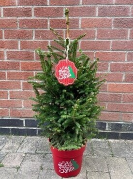 Picea Little Santa 5 Litre - image 1
