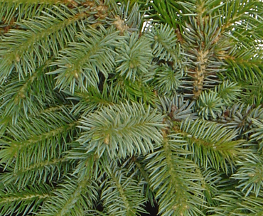 Picea Papoose 1 Litre