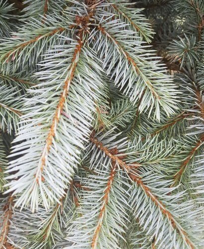 Picea pungens Edith 150-175cm