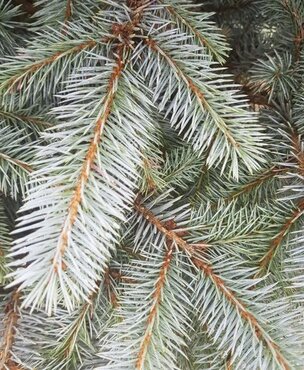 Picea pungens Edith 150-175cm