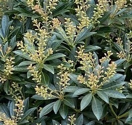 Pieris japonica Debutante 2.3 Litre