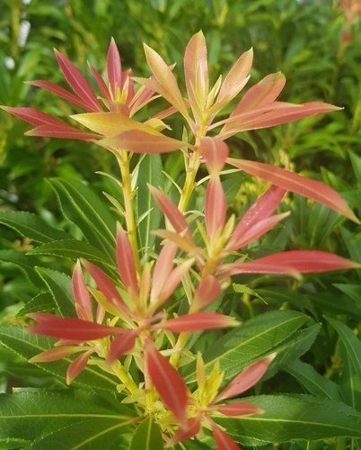 Pieris japonica Forest Flame 6 litre - image 1