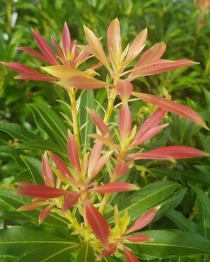 Pieris japonica Forest Flame 6 litre - image 1