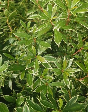 Pieris Japonica Little Heath 3 litre - image 1