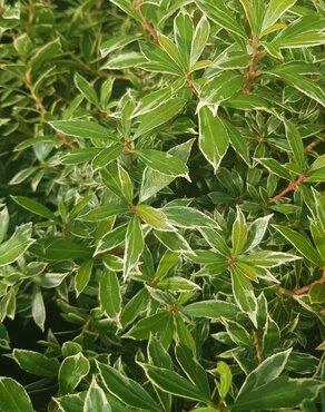 Pieris japonica Little Heath 6 Litre - image 1