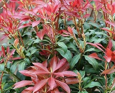 Pieris japonica Mountain Fire 6 Litre - image 1