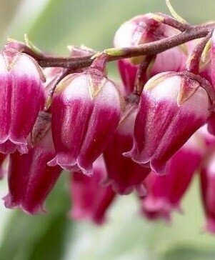 Pieris japonica Passion 6 Litre