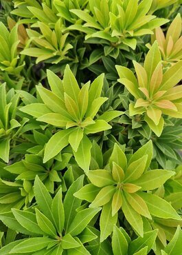 Pieris japonica Prelude 6 Litre