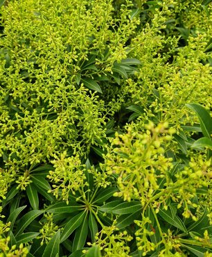 Pieris japonica Red Mill 6 Litre - image 1