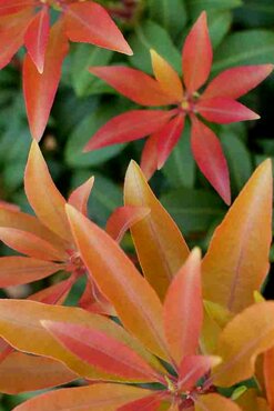 Pieris japonica Red Mountain 2.3 Litre - image 1