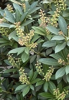 Pieris japonica Sarabande 2.3 Litre
