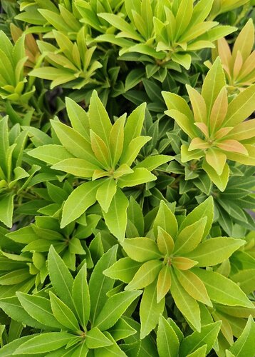 Pieris Prelude 3 Litre - image 1