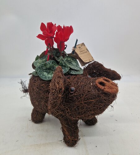 Pig Planter - image 1