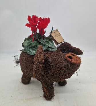Pig Planter