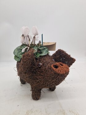 Pig Planter - image 2