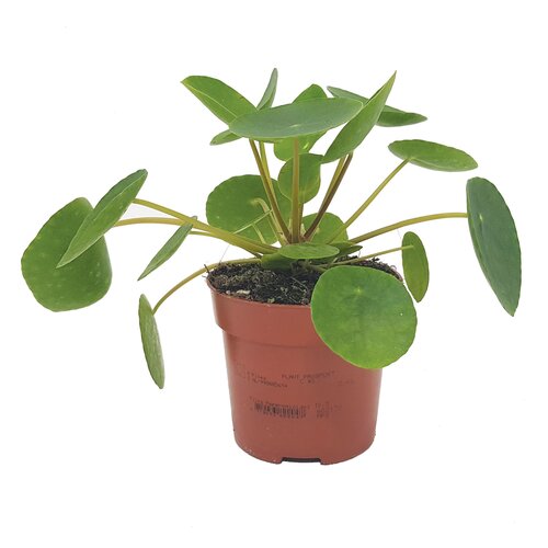 Pilea Peperomioides (10.5cm pot)