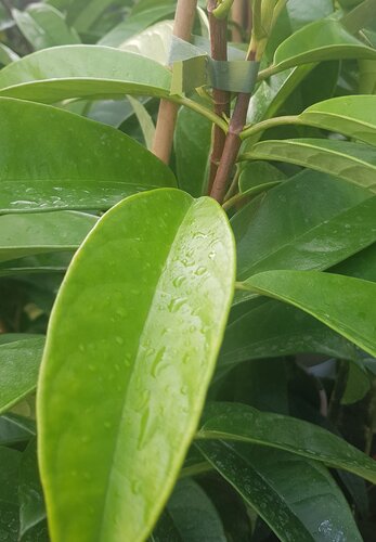 Pileostegia Viburnoides 3 litre