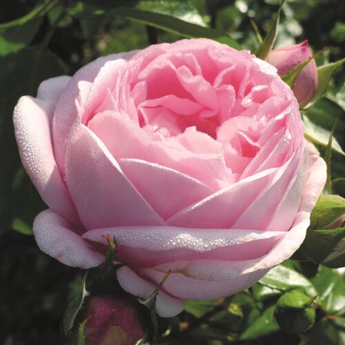 Pink Martini Cottage Garden Rose 5.5 Litre