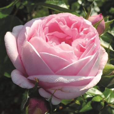 Pink Martini Cottage Garden Rose 5.5 Litre