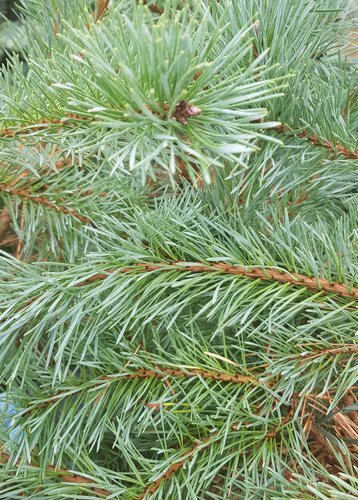 Pinus cembra Glauca C2.3
