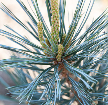 Pinus flexilis Vanderwolf's Pyramid 10 Litre