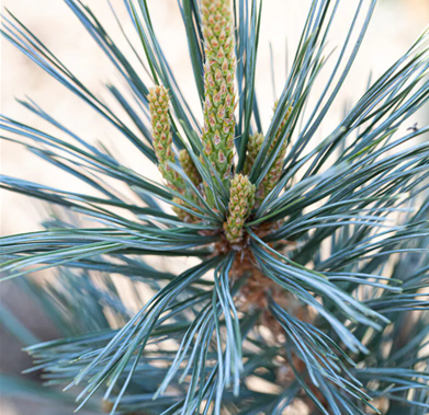 Pinus flexilis Vanderwolf's Pyramid 3.4 Litre