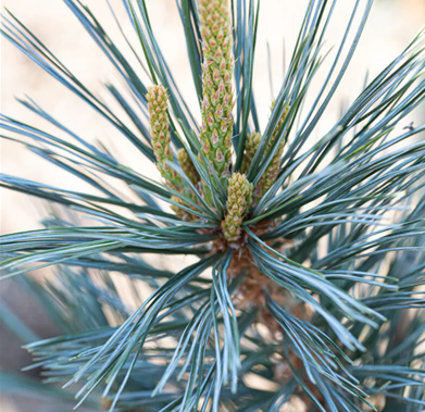 Pinus flexilis Vanderwolf's Pyramid 3.4 Litre - Stewarts Garden Centre