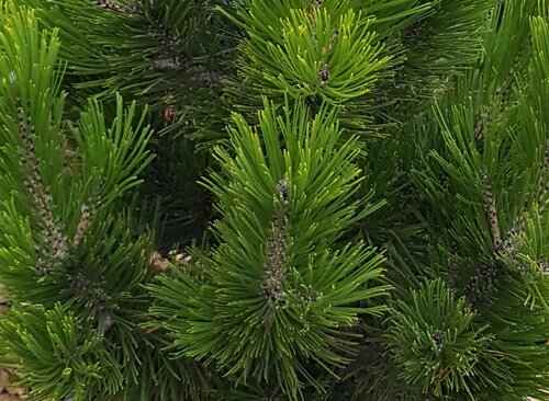 Pinus heldreichii Little Dracula 4.6 Litre