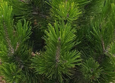 Pinus heldreichii Little Dracula 4.6 Litre