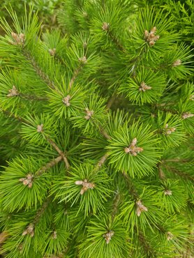 Pinus Low Glow 3.4 Litre