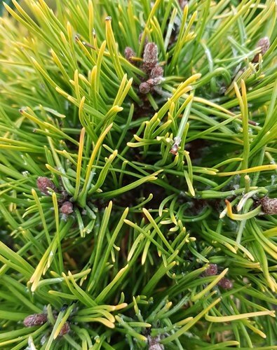Pinus mugo Carstens Wintergold 4.6 Litre