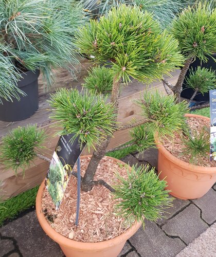 Pinus mugo Gnom Bonsai 7.5 litre - image 2