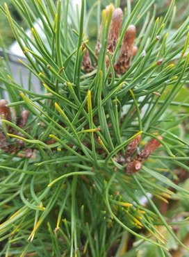 Pinus mugo Gnom Bonsai 7.5 litre - image 1