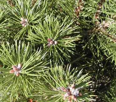 Pinus mugo Humpy 2.3 Litre