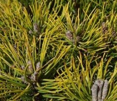 Pinus mugo Ophir 4.6 Litre