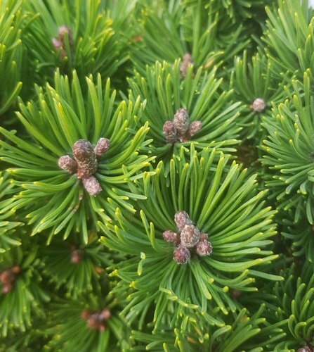 Pinus mugo Picobello 2.3 Litre
