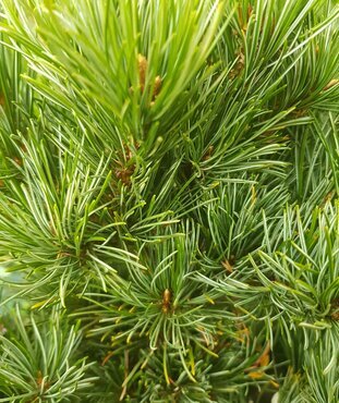 Pinus Negishi 4.6 Litre