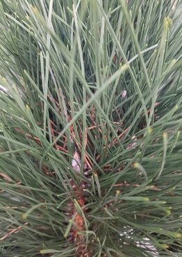 Pinus nigra Green Tower 10 Litre