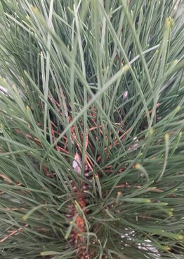 Pinus nigra Green Tower 3.4 Litre
