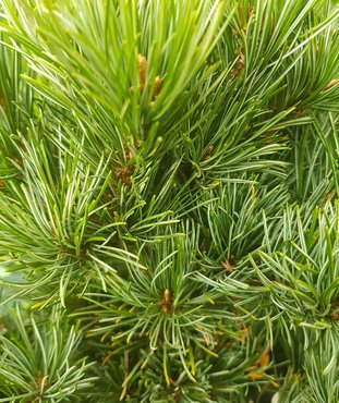 Pinus parviflora Negishi 4.6 litre