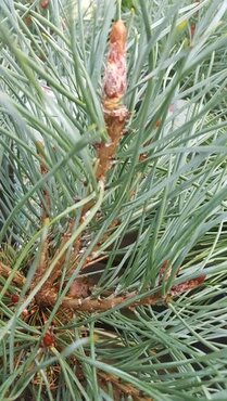 Pinus sylvestris Chantry Blue 10 Litre