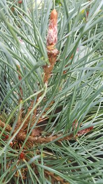 Pinus sylvestris Chantry Blue 3.4 Litre