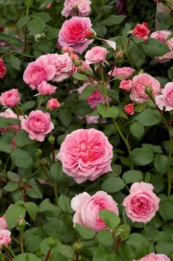 Pippin Climbing Rose 4 Litre