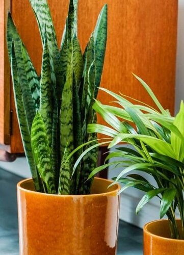 mid centure houseplant pot planter mustard