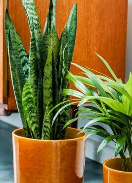 mid centure houseplant pot planter mustard