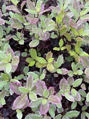 Pittosporum Bannow Bay 3 Litre - image 1