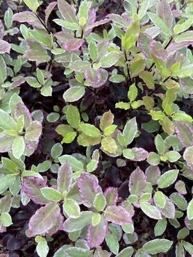 Pittosporum Bannow Bay 3 Litre - image 1