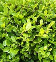 Pittosporum Beach Ball 3 Litre