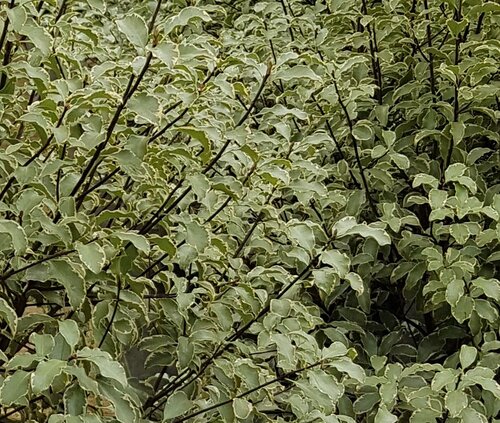 Pittosporum Collaig Silver 3 Litre